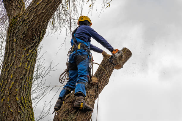 How Our Tree Care Process Works  in  Auburn, MI