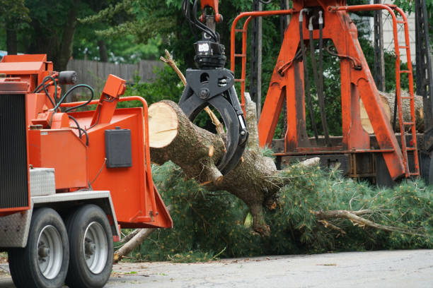 Professional Tree Care  in Auburn, MI